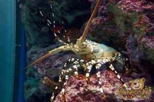 thekumachan_okinawa_aquarium-25