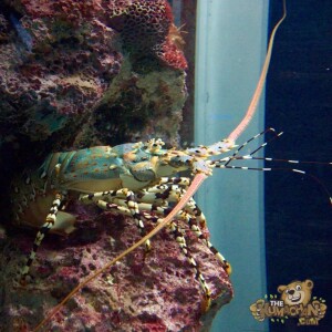 thekumachan_okinawa_aquarium-26