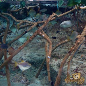 thekumachan_okinawa_aquarium-27