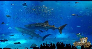 thekumachan_okinawa_aquarium-28