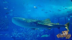 thekumachan_okinawa_aquarium-29