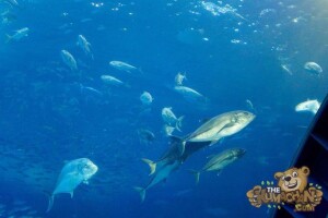 thekumachan_okinawa_aquarium-32