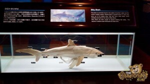 thekumachan_okinawa_aquarium-33