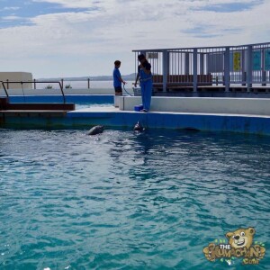 thekumachan_okinawa_aquarium-40