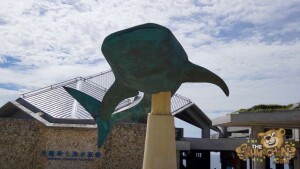 thekumachan_okinawa_aquarium-45