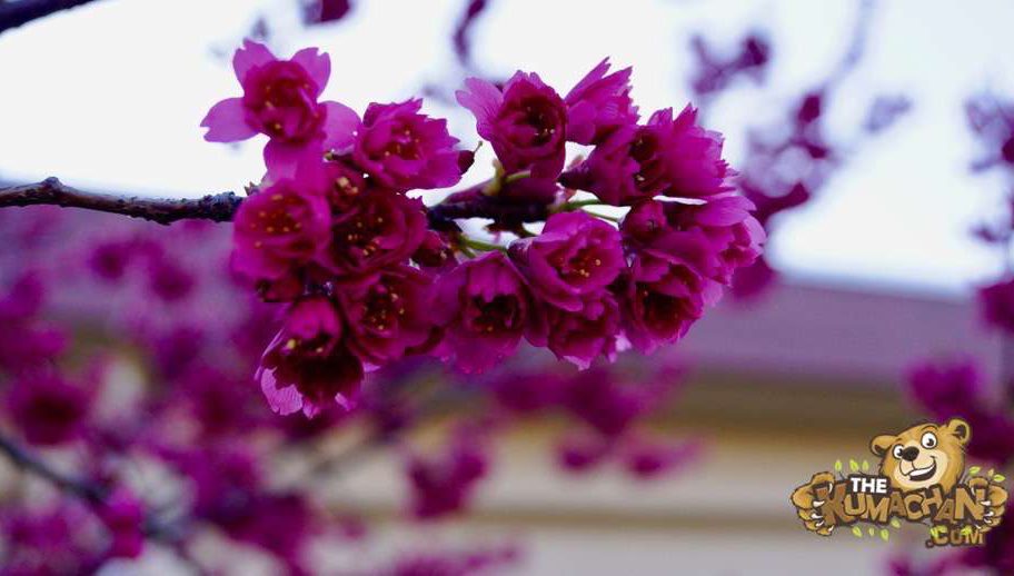 Purple Flowers in Japan The Kumachan