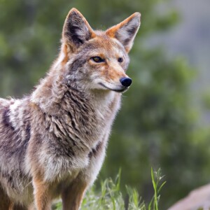 an animal standing on grass