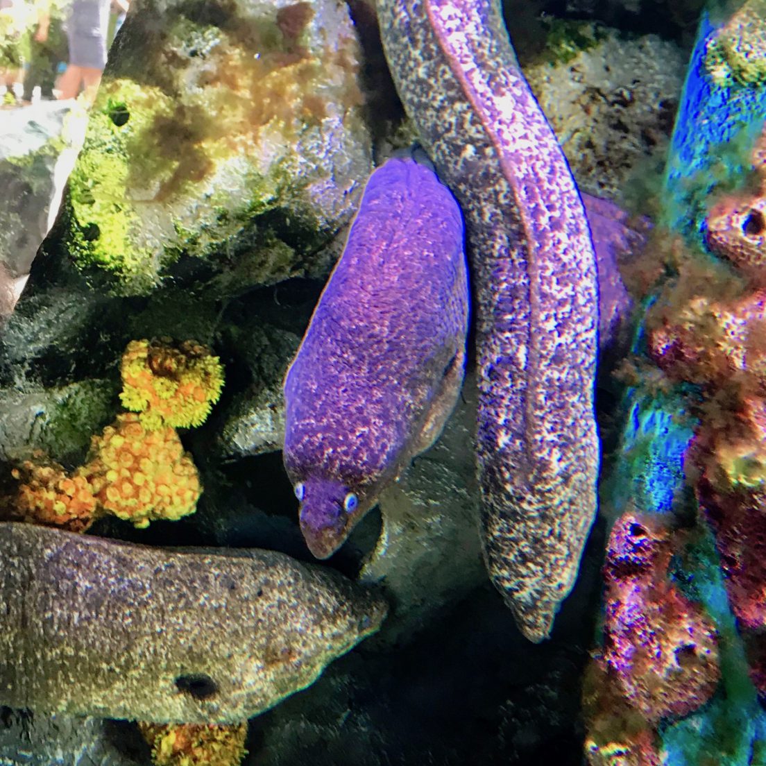 Moray Eel – The Kumachan